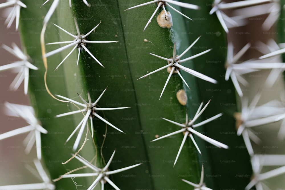 a close up of a green cactus with white spikes