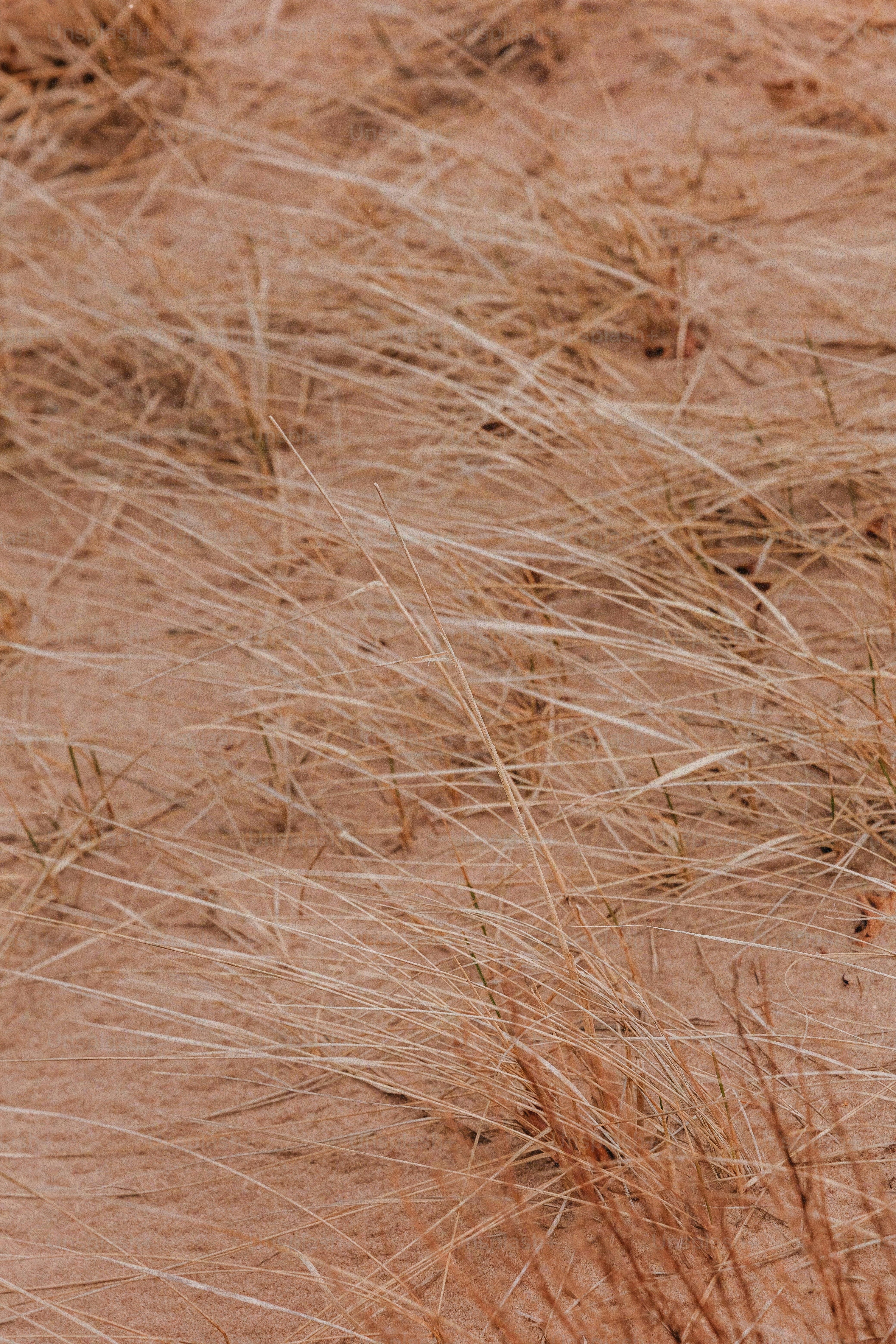 a bird standing on top of a sandy beach