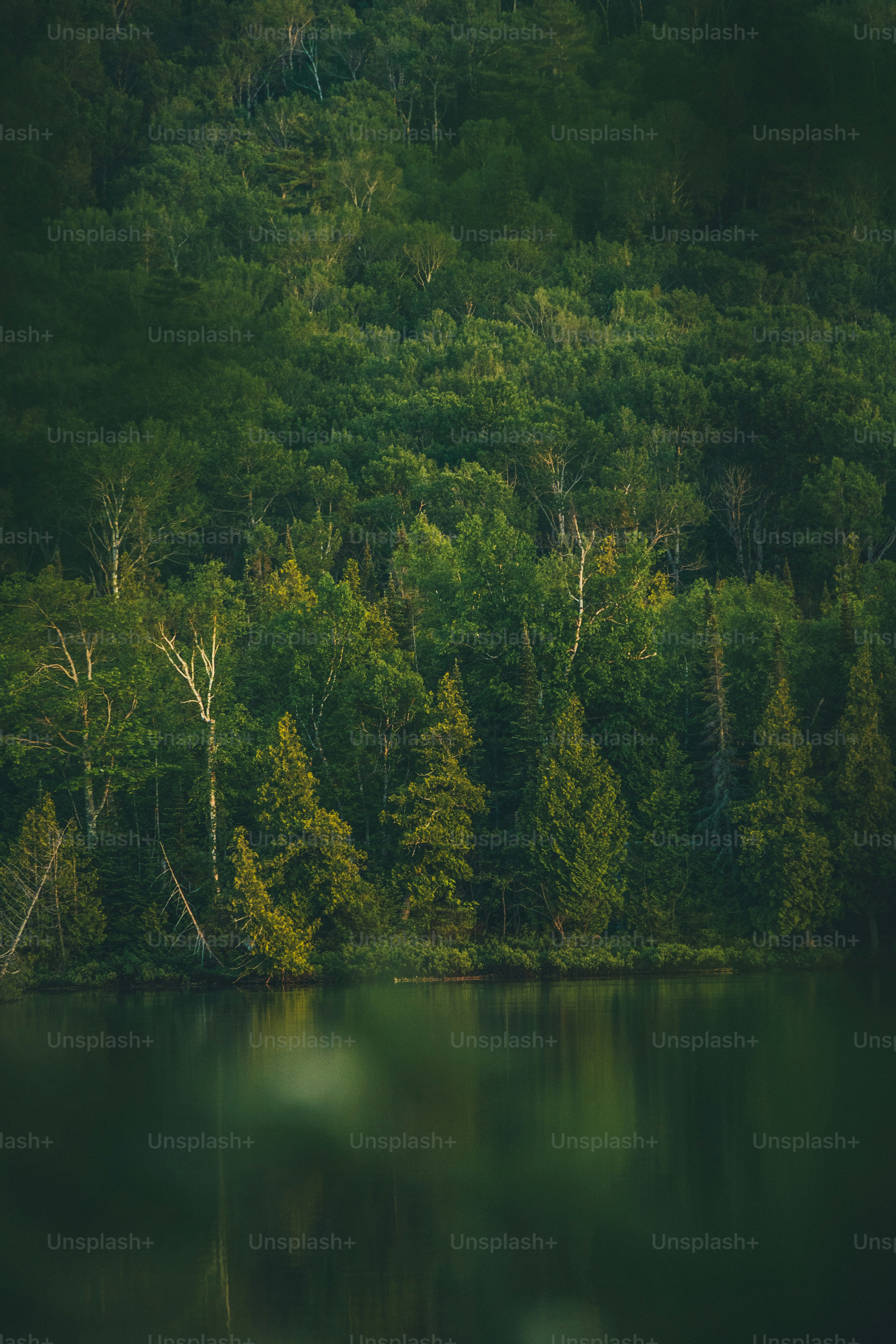 a large body of water surrounded by trees