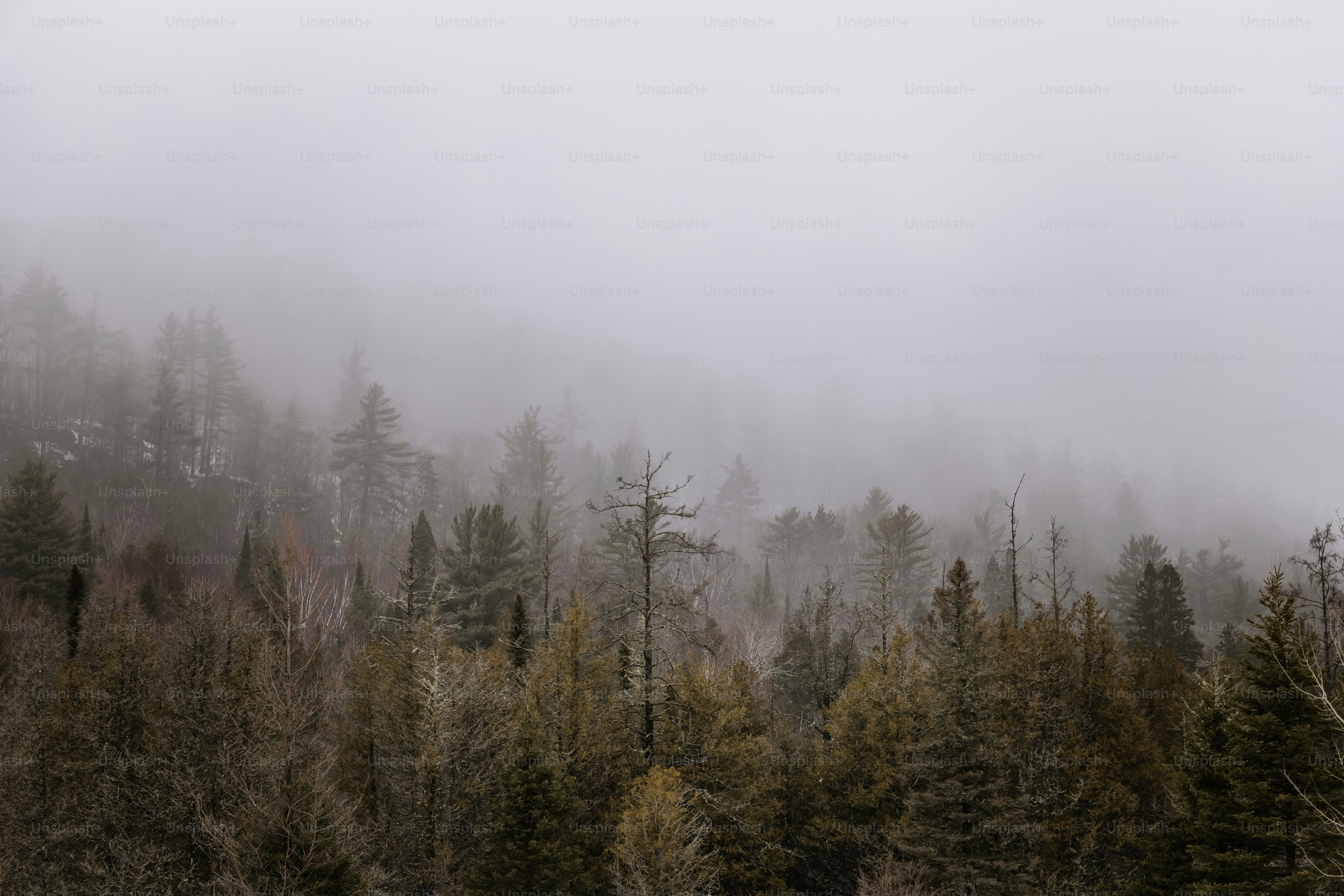 a foggy forest filled with lots of trees