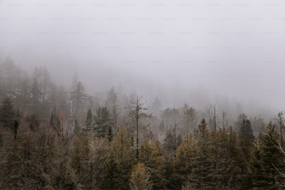 a foggy forest filled with lots of trees