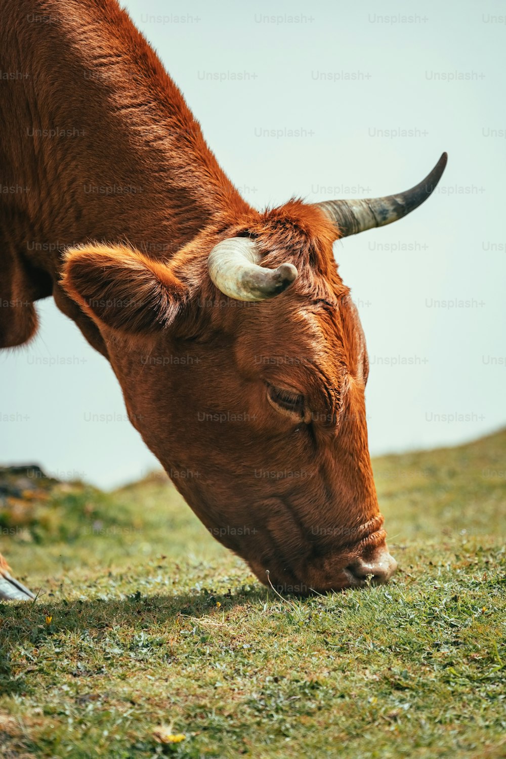 Eine Nahaufnahme einer Kuh, die auf Gras grast