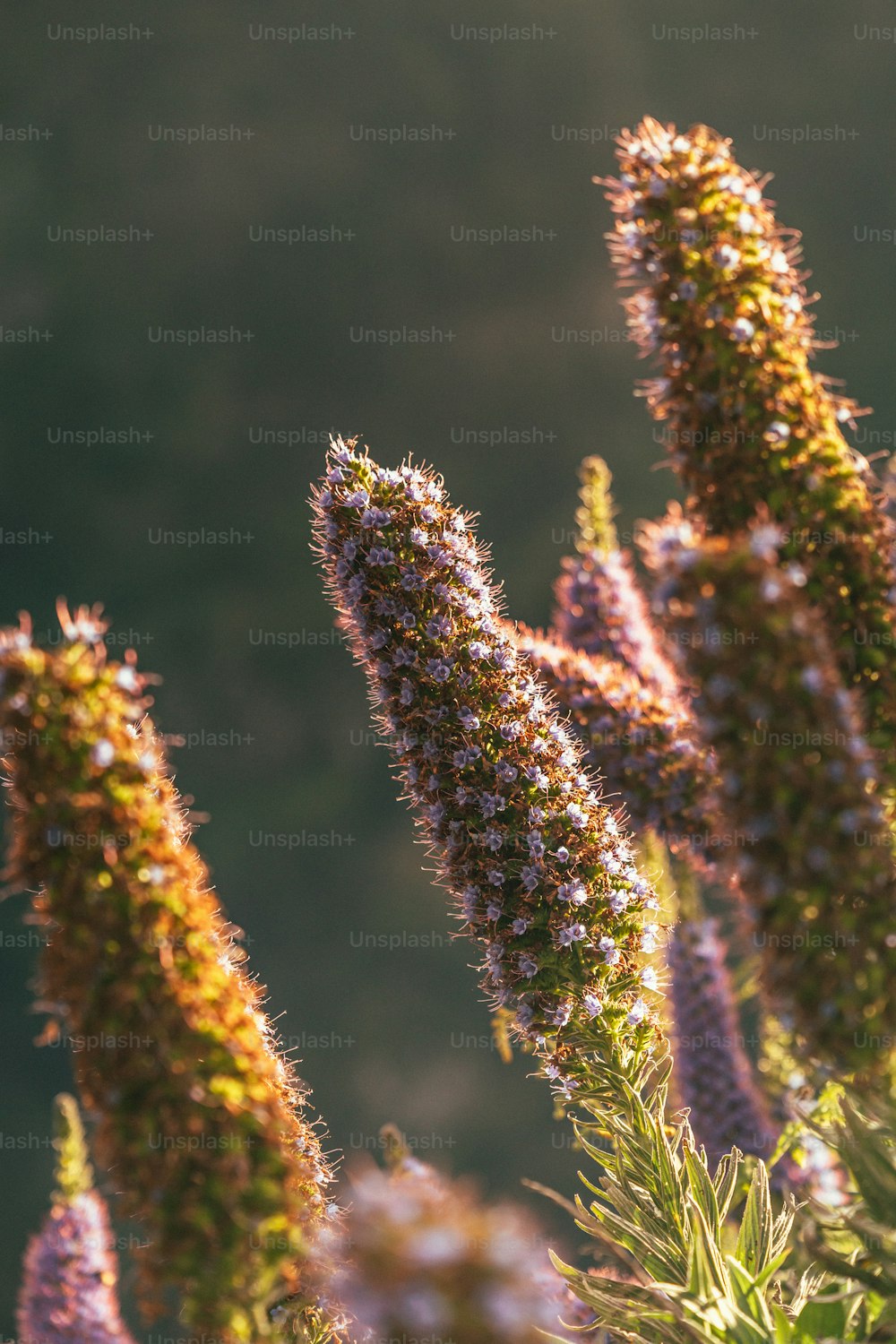 a close up of a bunch of flowers with a blurry background