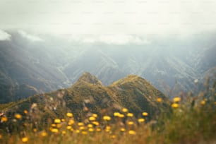 Ein Gebirgszug mit gelben Blüten im Vordergrund