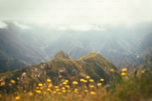 uma cordilheira com flores amarelas em primeiro plano