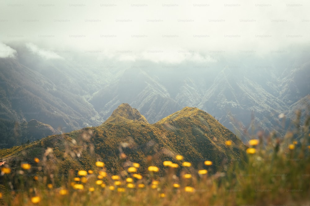 a mountain range with yellow flowers in the foreground