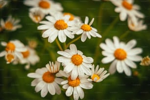 a bunch of white flowers with yellow centers