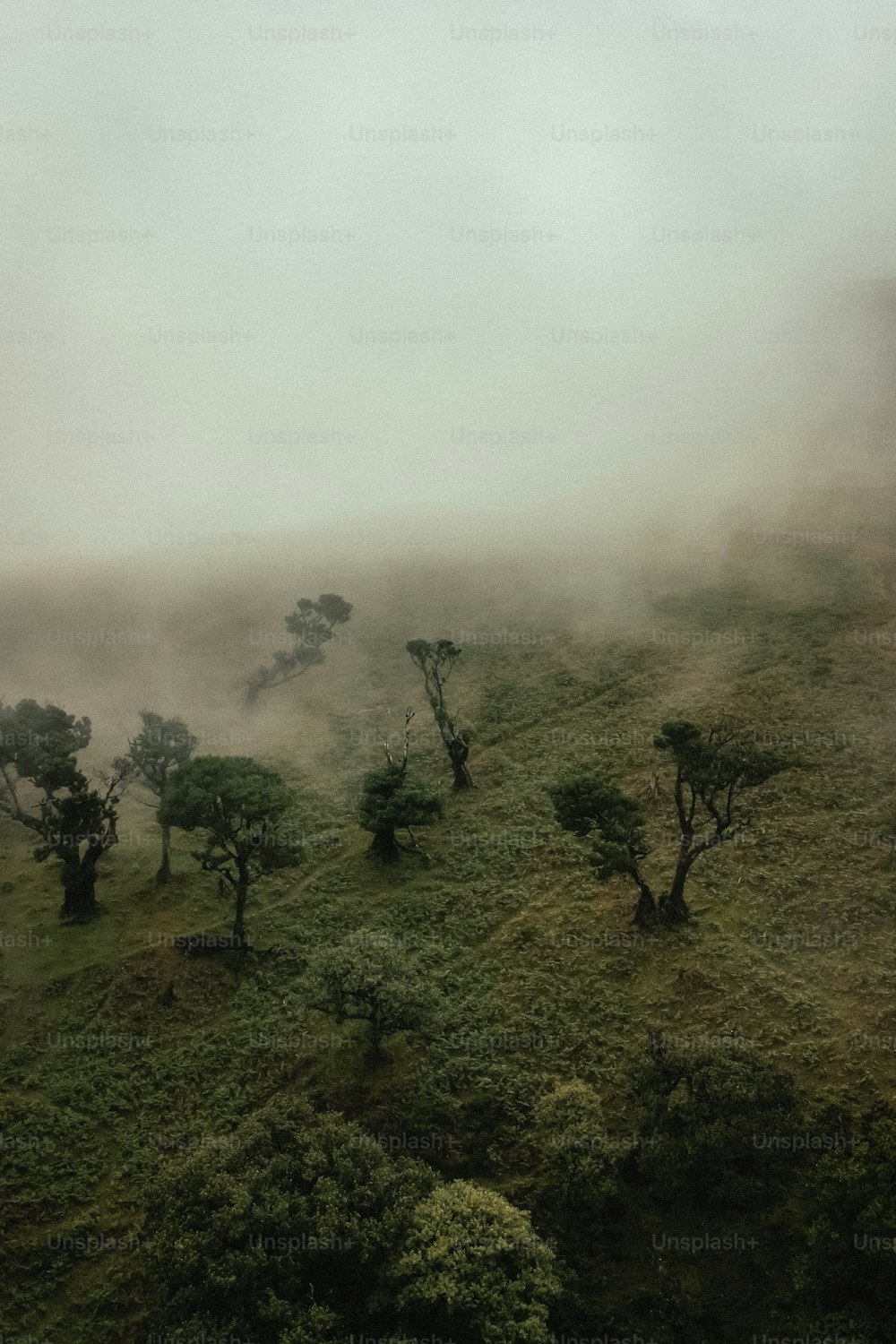 a group of trees on a hill covered in fog