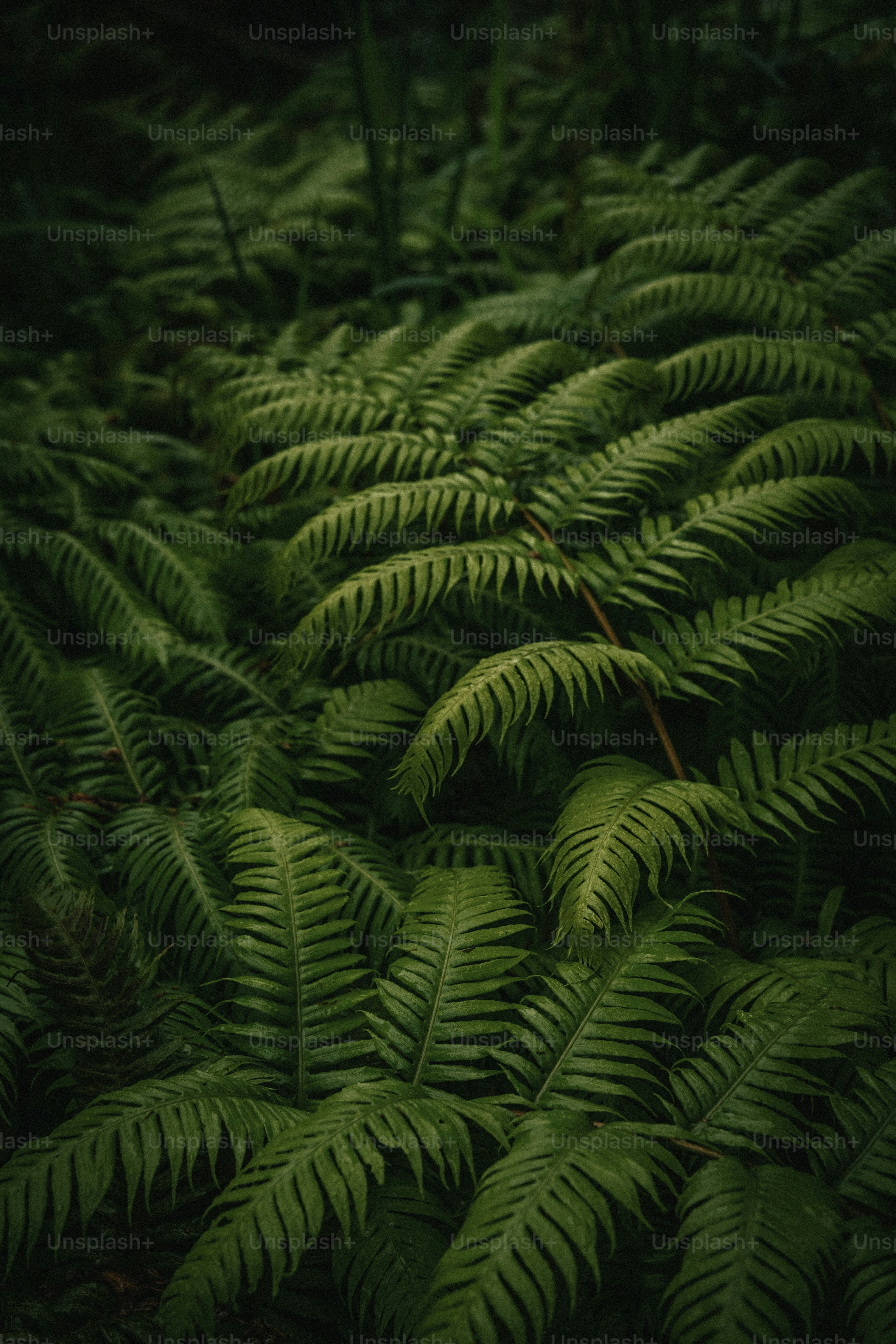 ein Haufen grüner Pflanzen, die im Gras stehen