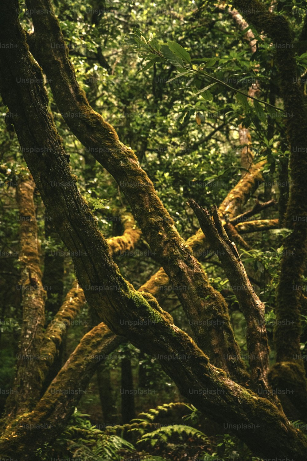 Une forêt remplie de beaucoup d’arbres couverts de mousse