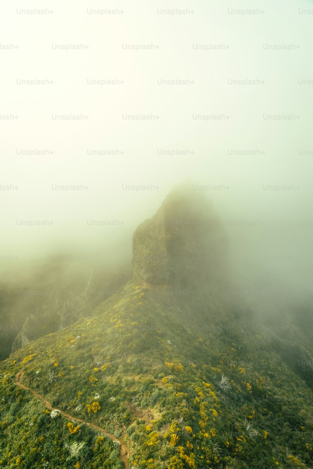 a hill covered in green grass and yellow flowers