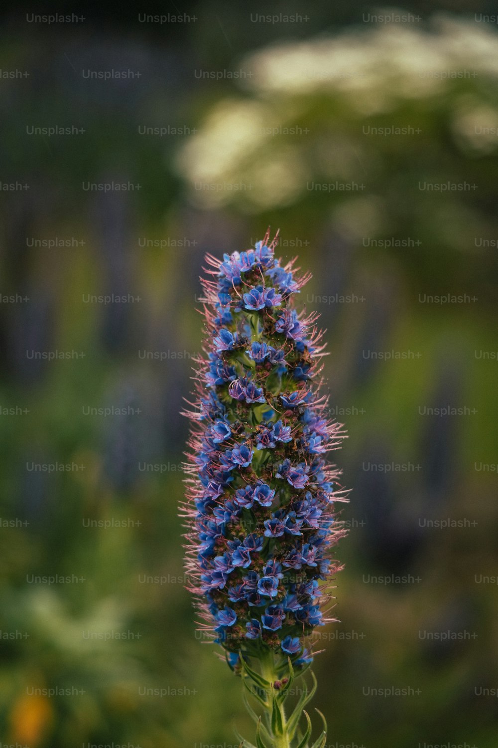 um close up de uma flor azul em um campo