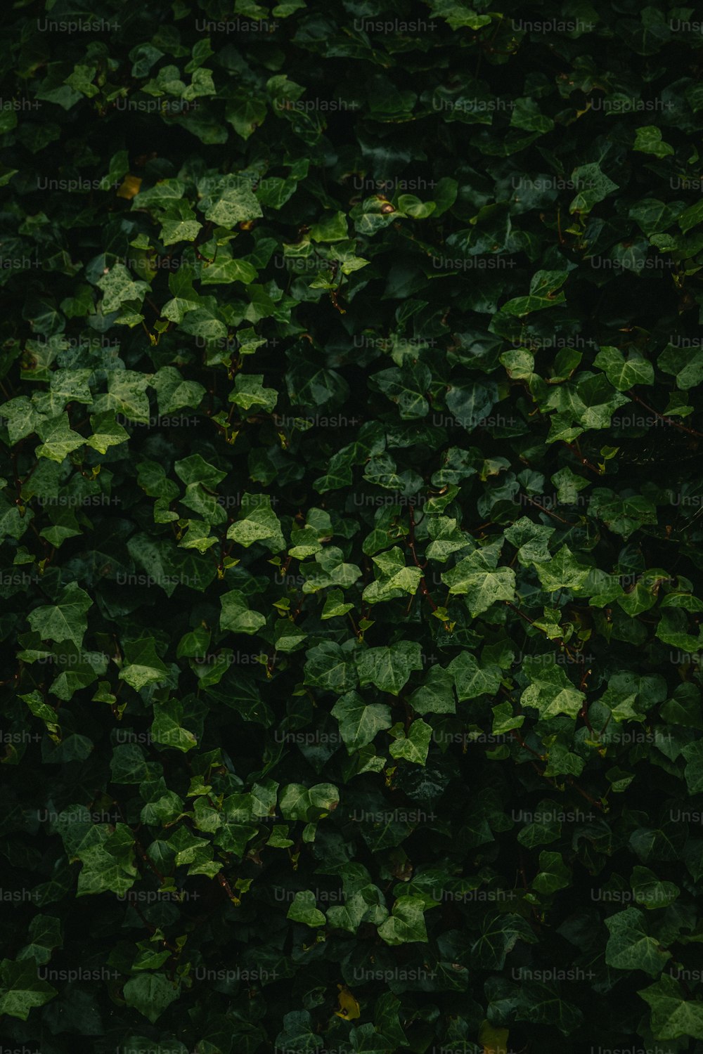 un mazzo di foglie verdi che crescono su un muro