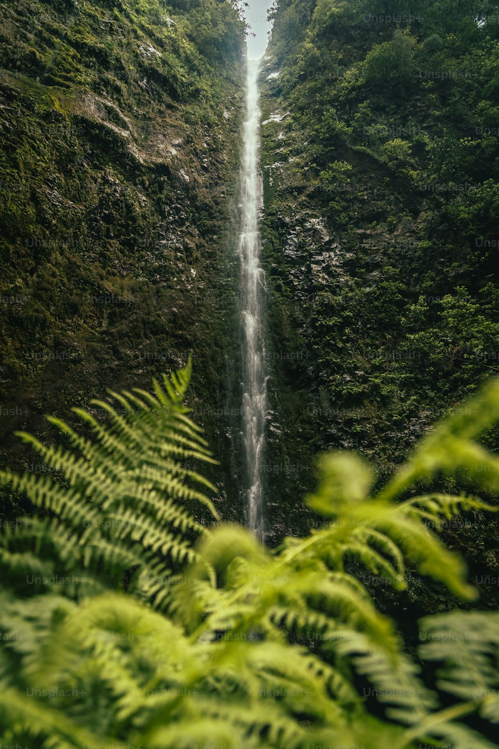 Una cascada alta en medio de un exuberante bosque verde