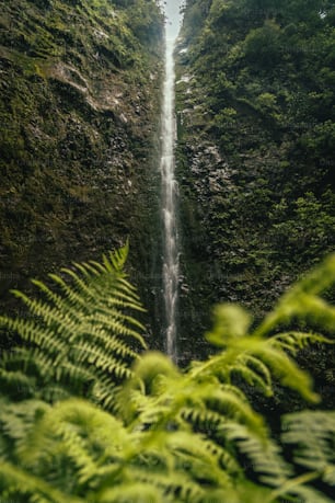 a tall waterfall in the middle of a lush green forest