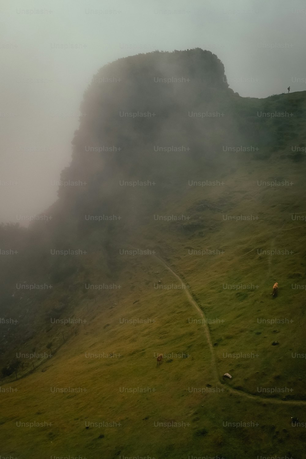 Schafe grasen auf einem grasbewachsenen Hügel im Nebel