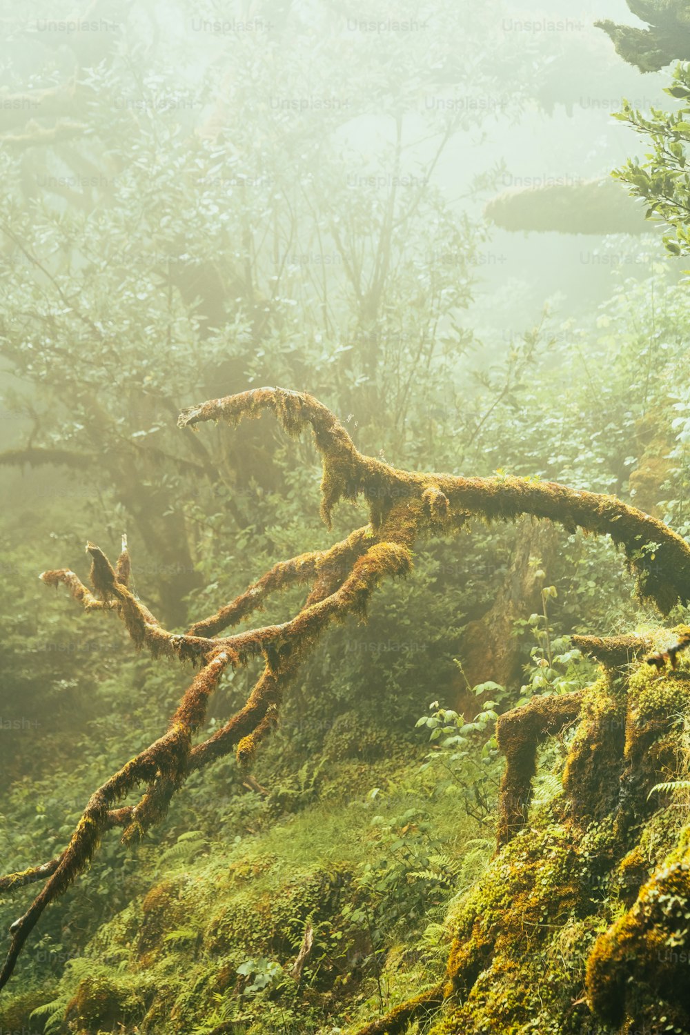 Una rama de árbol musgosa en medio de un bosque
