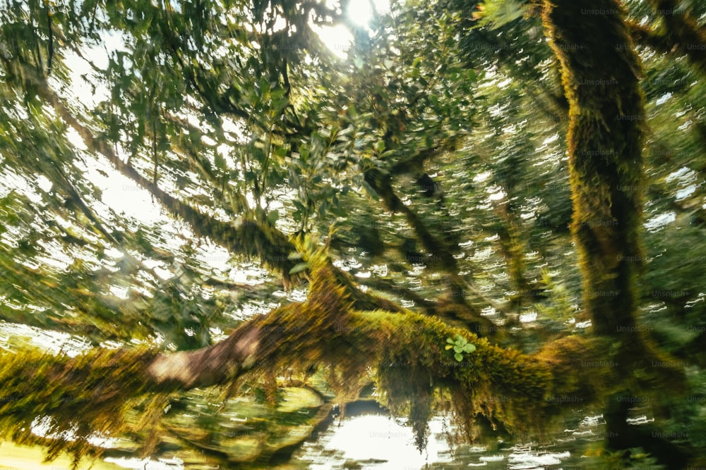 Una foto sfocata di un albero con muschio che cresce su di esso