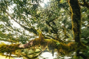 a blurry photo of a tree with moss growing on it