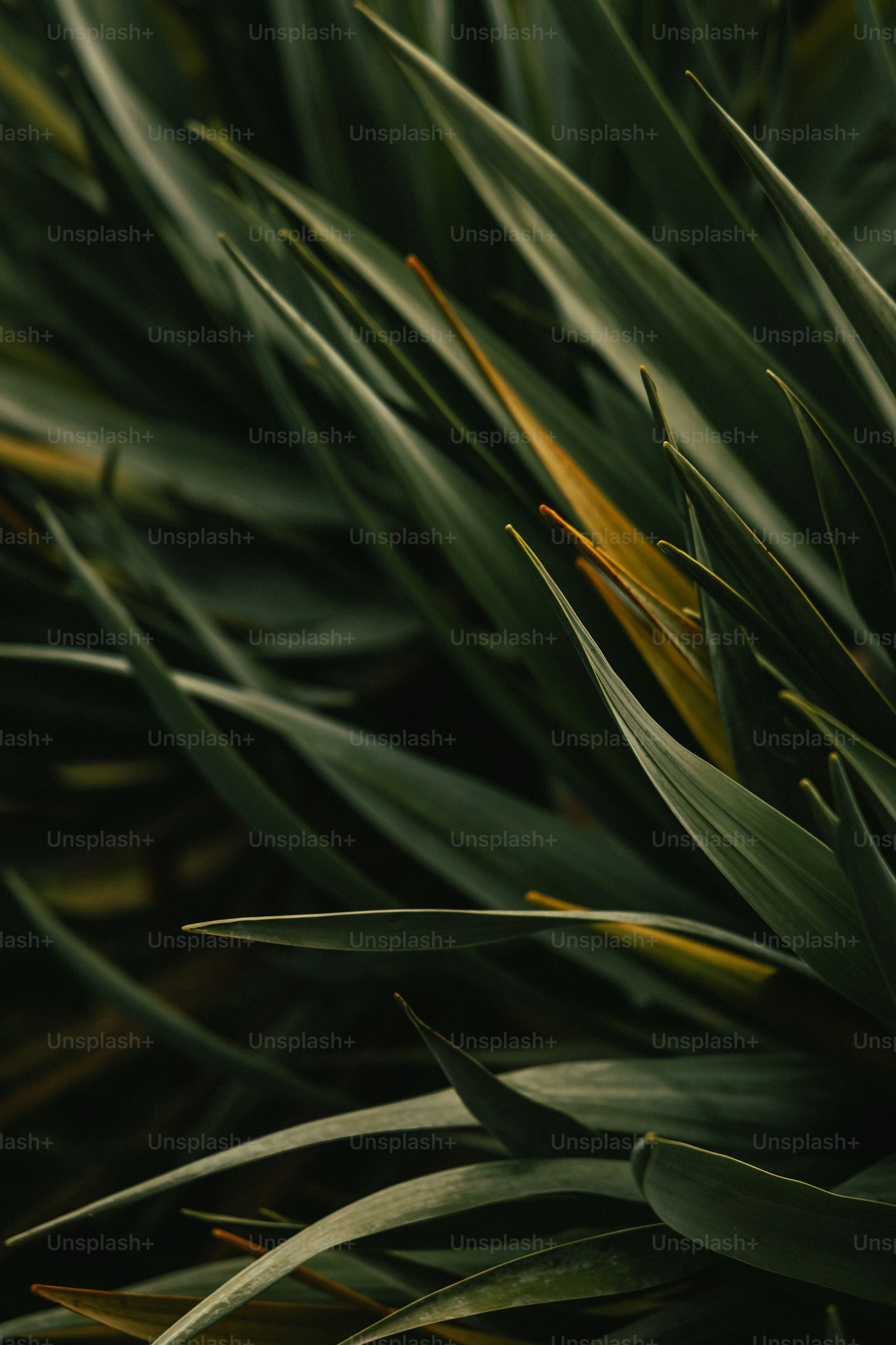 Un primo piano di una pianta con foglie verdi