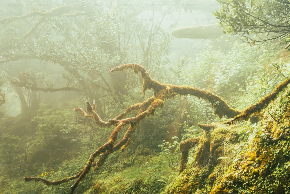 a mossy tree in the middle of a forest