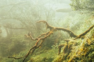 a mossy tree in the middle of a forest