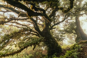 Un gran árbol en medio de un bosque