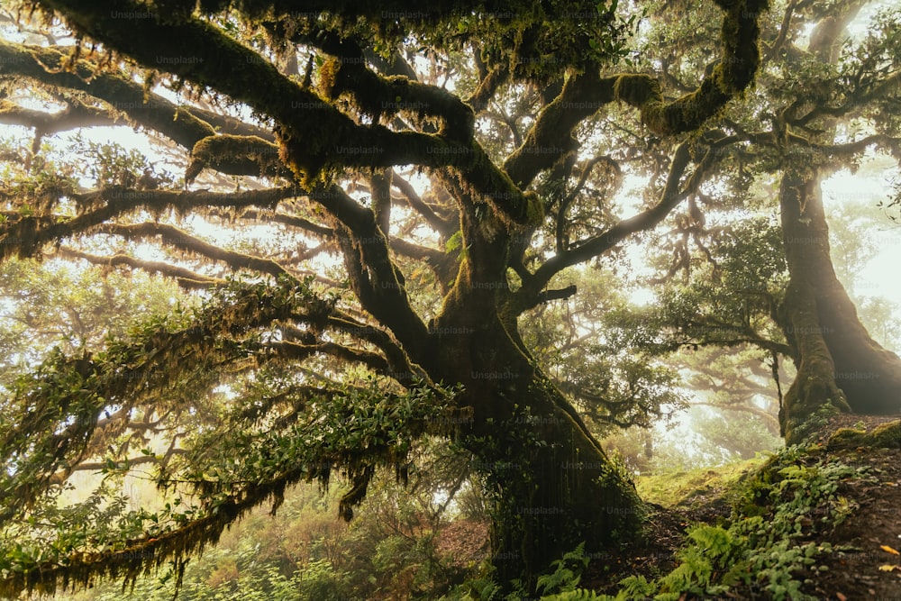 un grande albero nel mezzo di una foresta