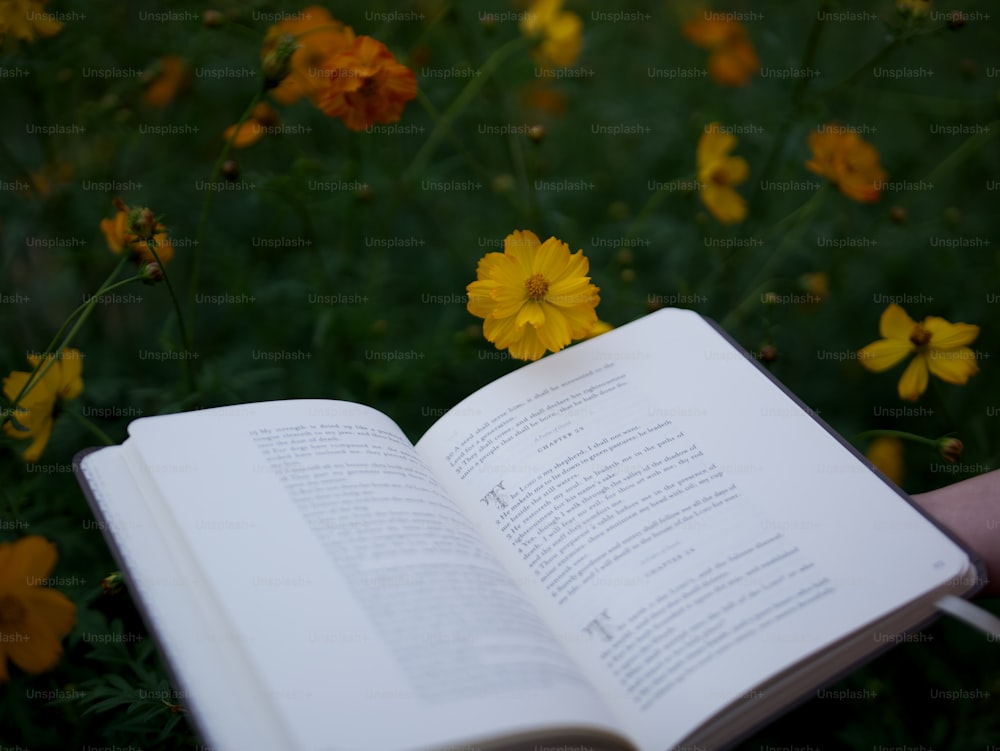 Eine Person hält ein Buch in der Hand