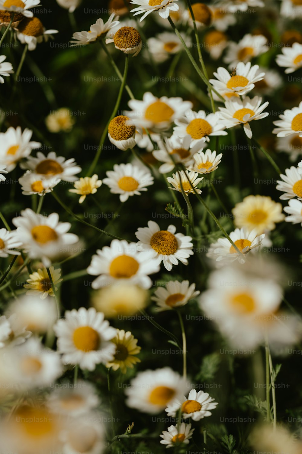 a bunch of white and yellow flowers in a field