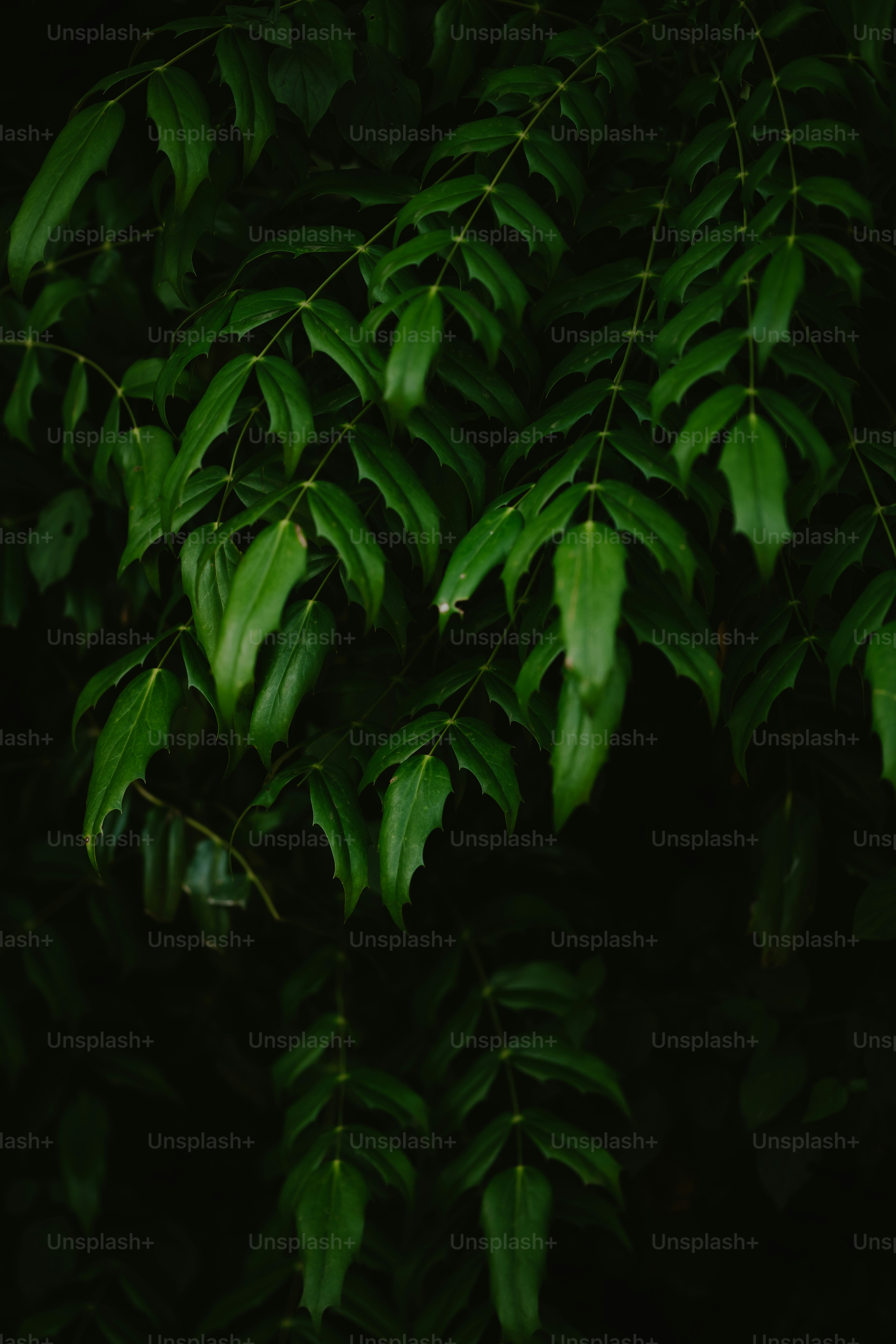 um close up de uma árvore com folhas verdes