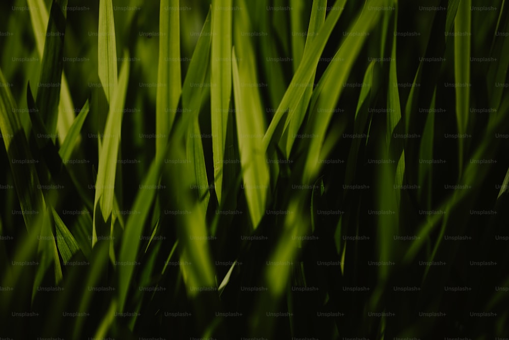 un gros plan d’une herbe verte avec un arrière-plan flou