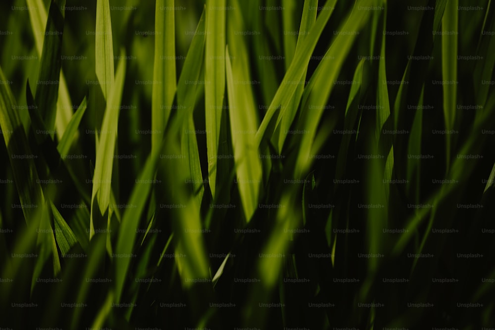 a close up of some green grass with a blurry background