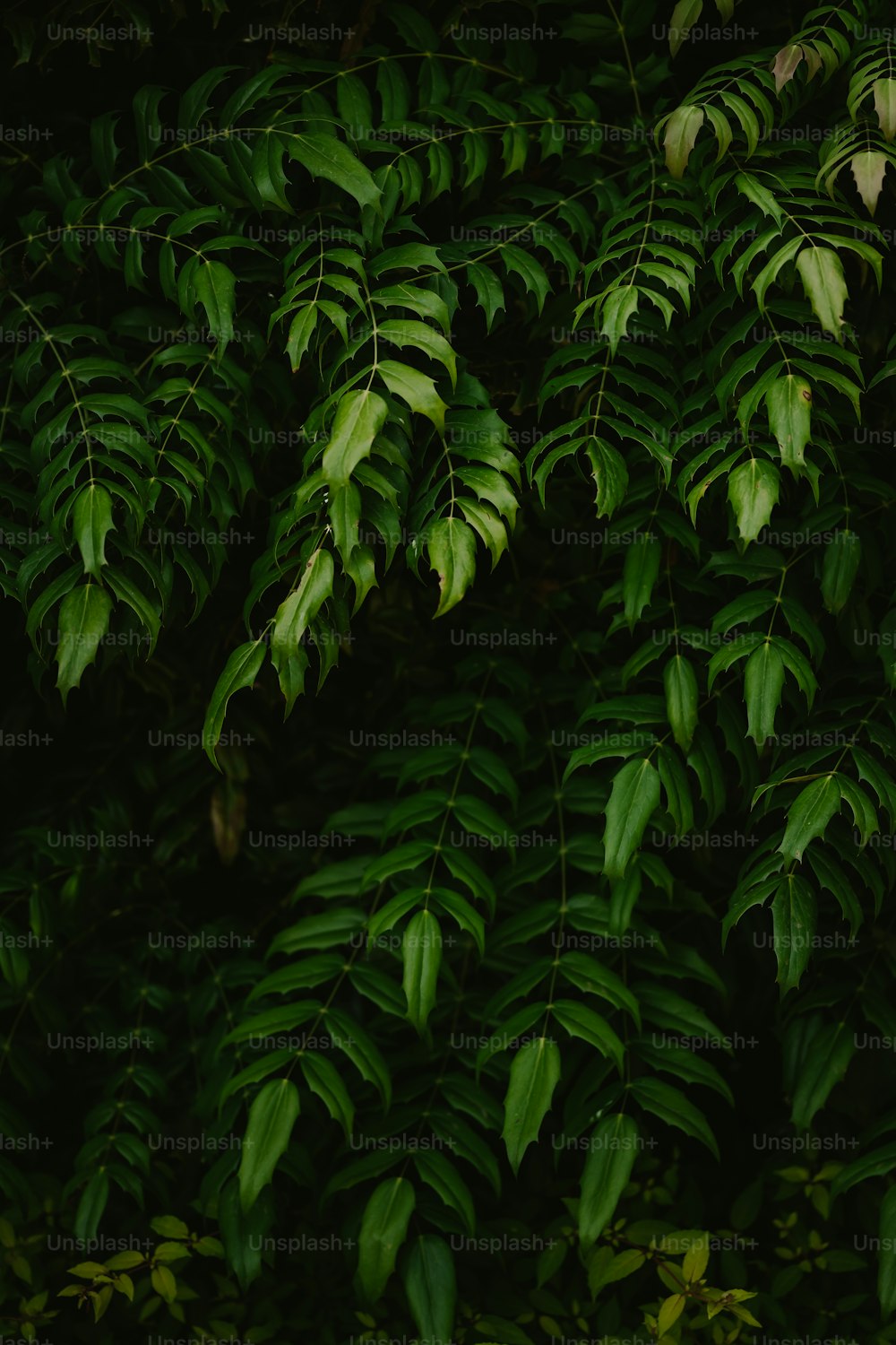un gros plan des feuilles d’un arbre