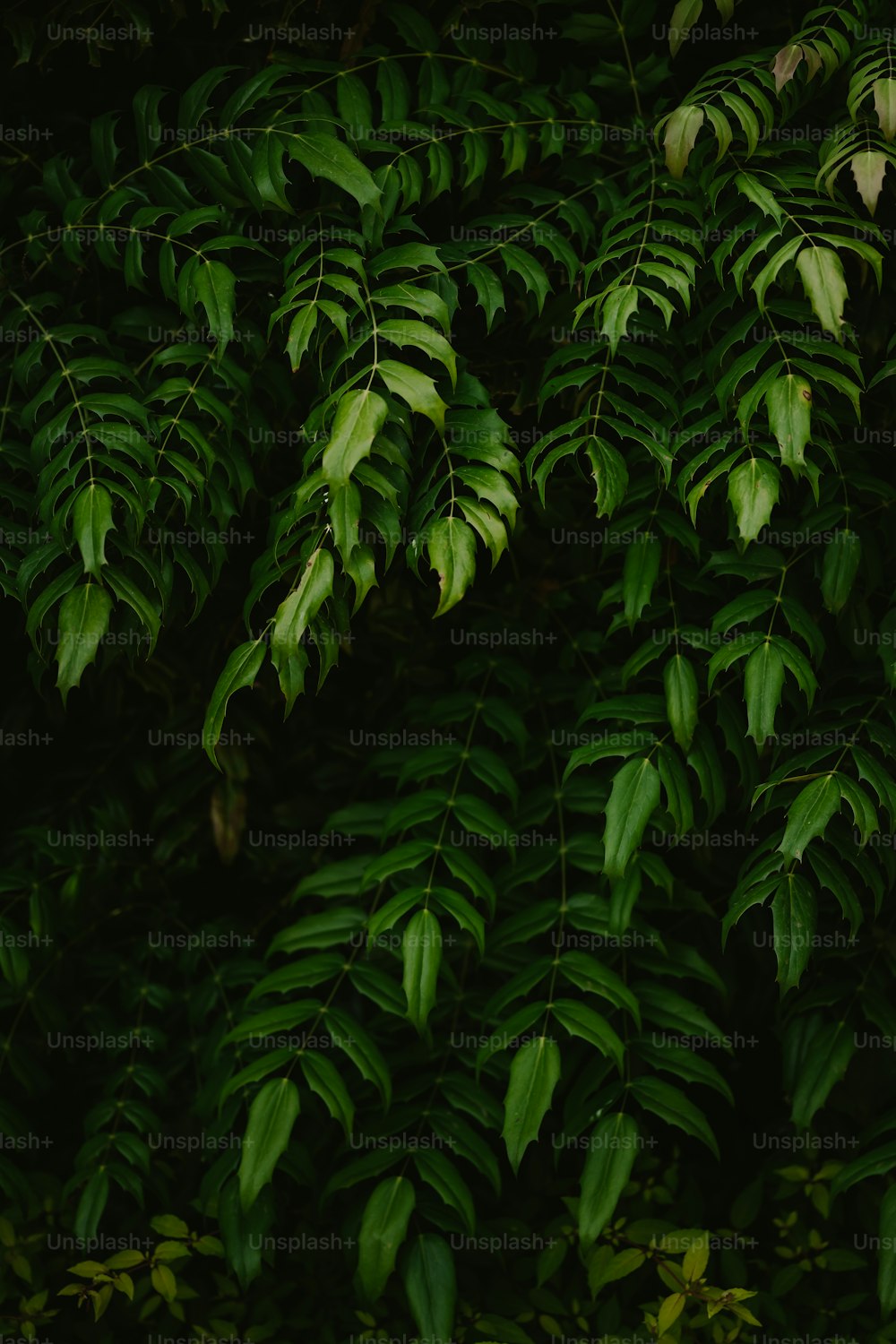 a close up of leaves on a tree