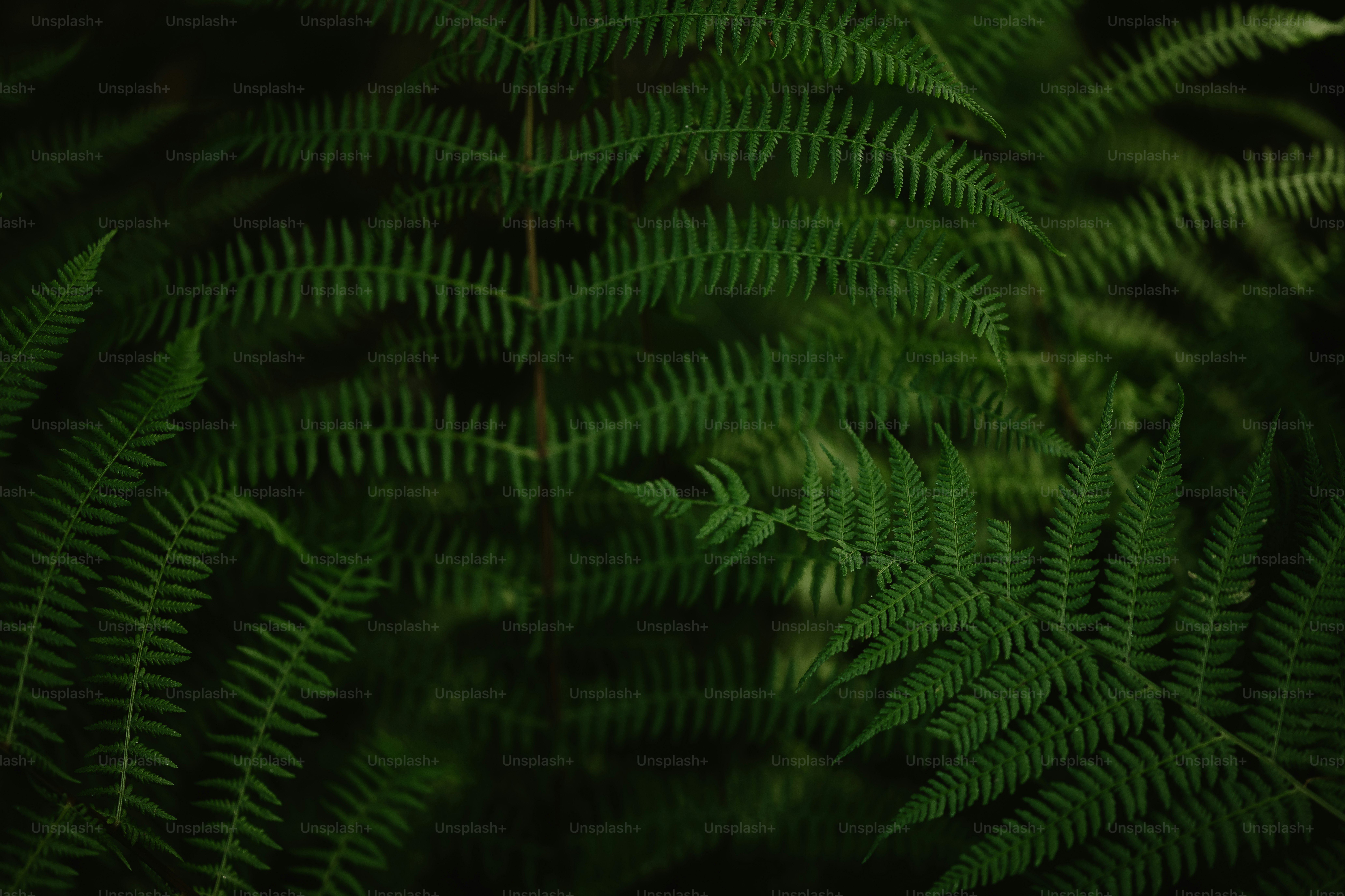 a close up of a green plant with lots of leaves