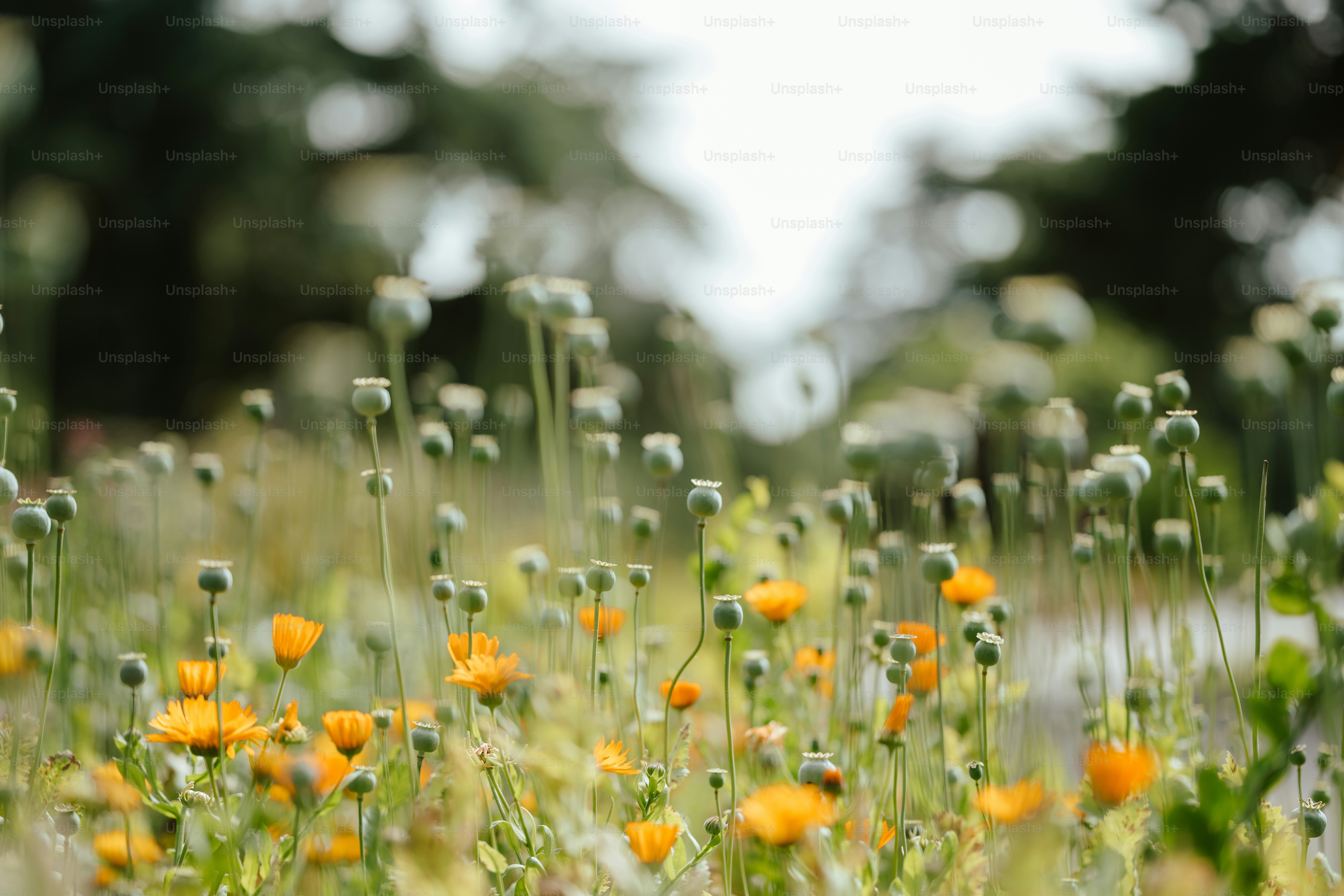Un champ plein de fleurs jaunes et blanches