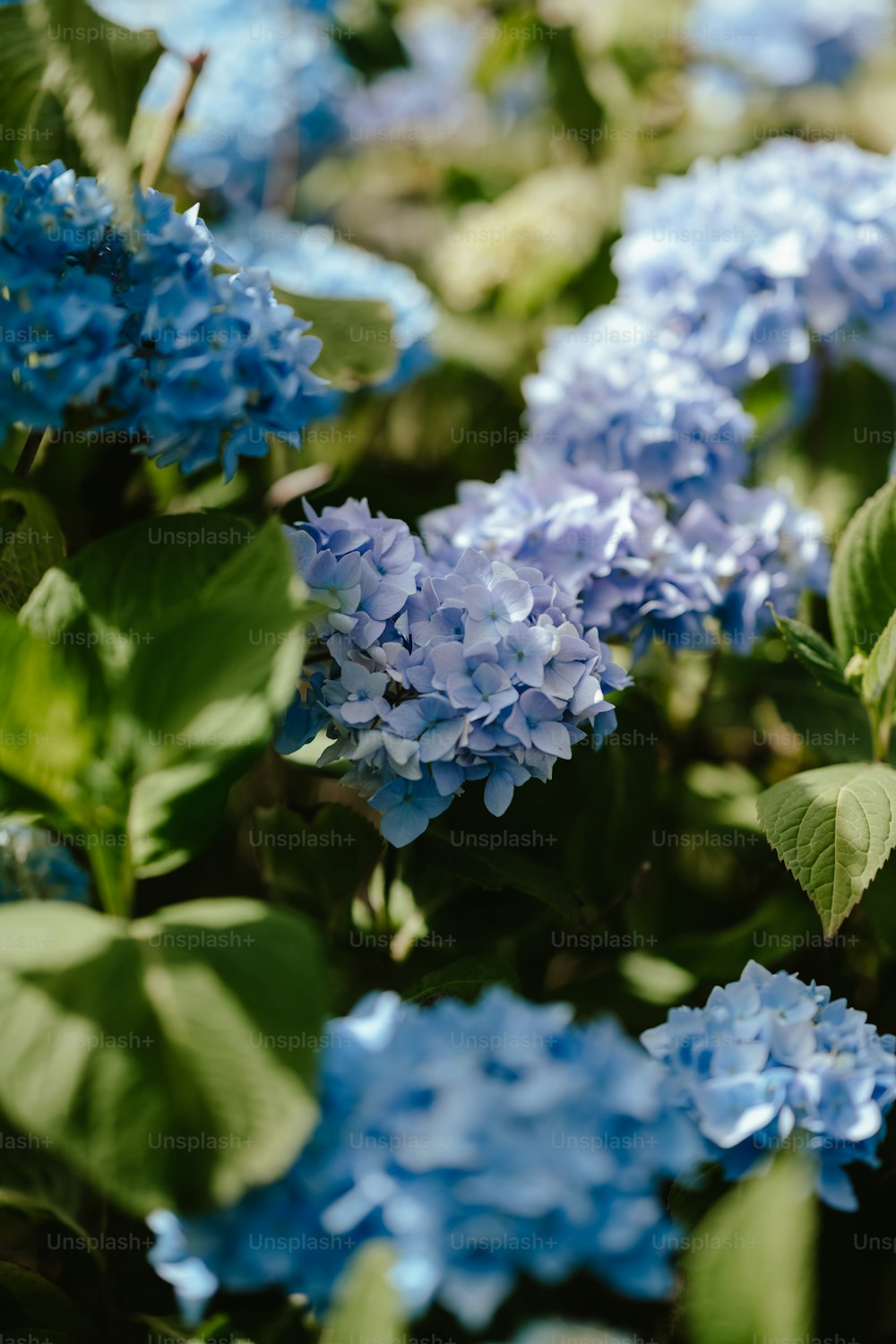 a bunch of blue flowers with green leaves