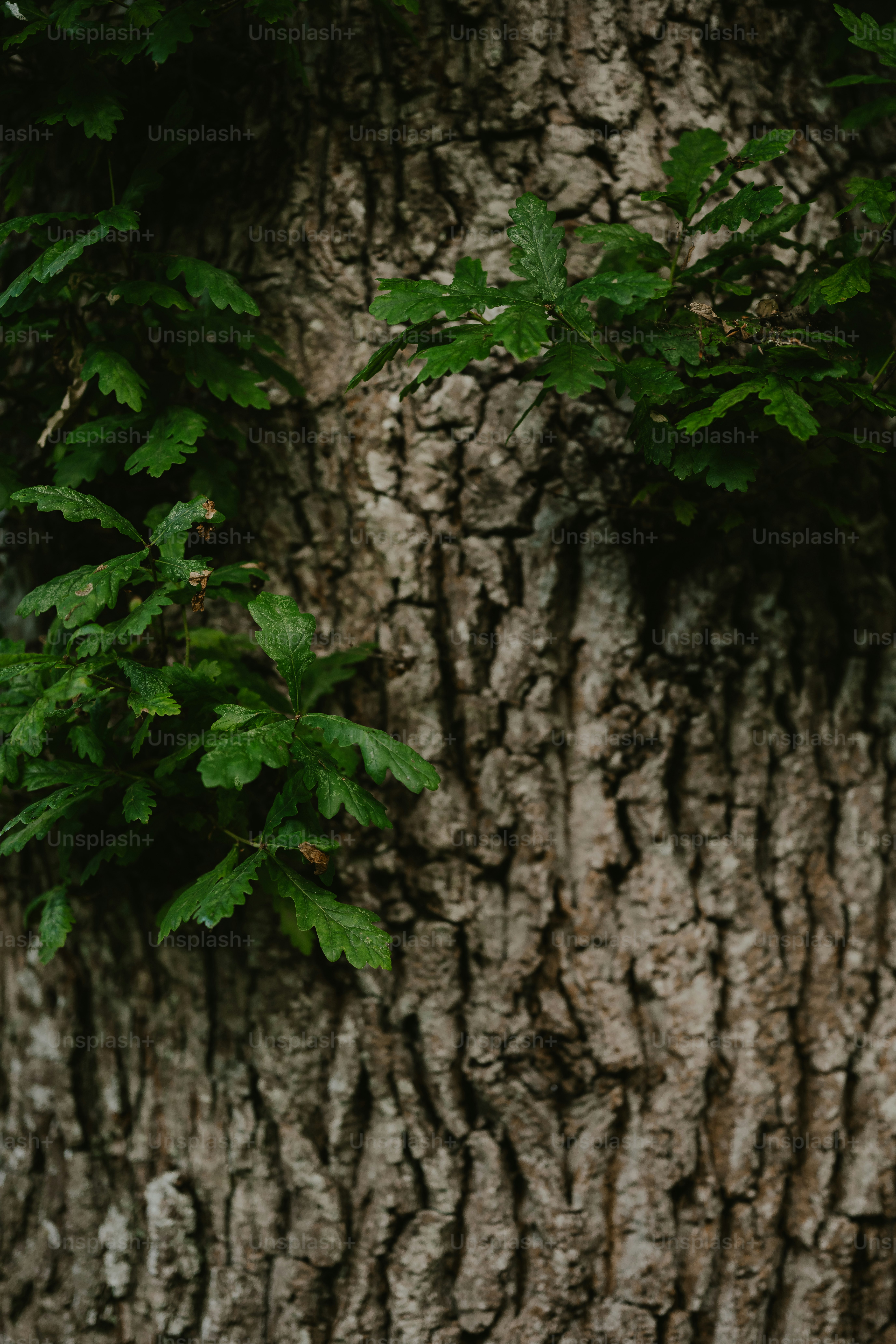 um ursinho de pelúcia sentado em frente a uma árvore