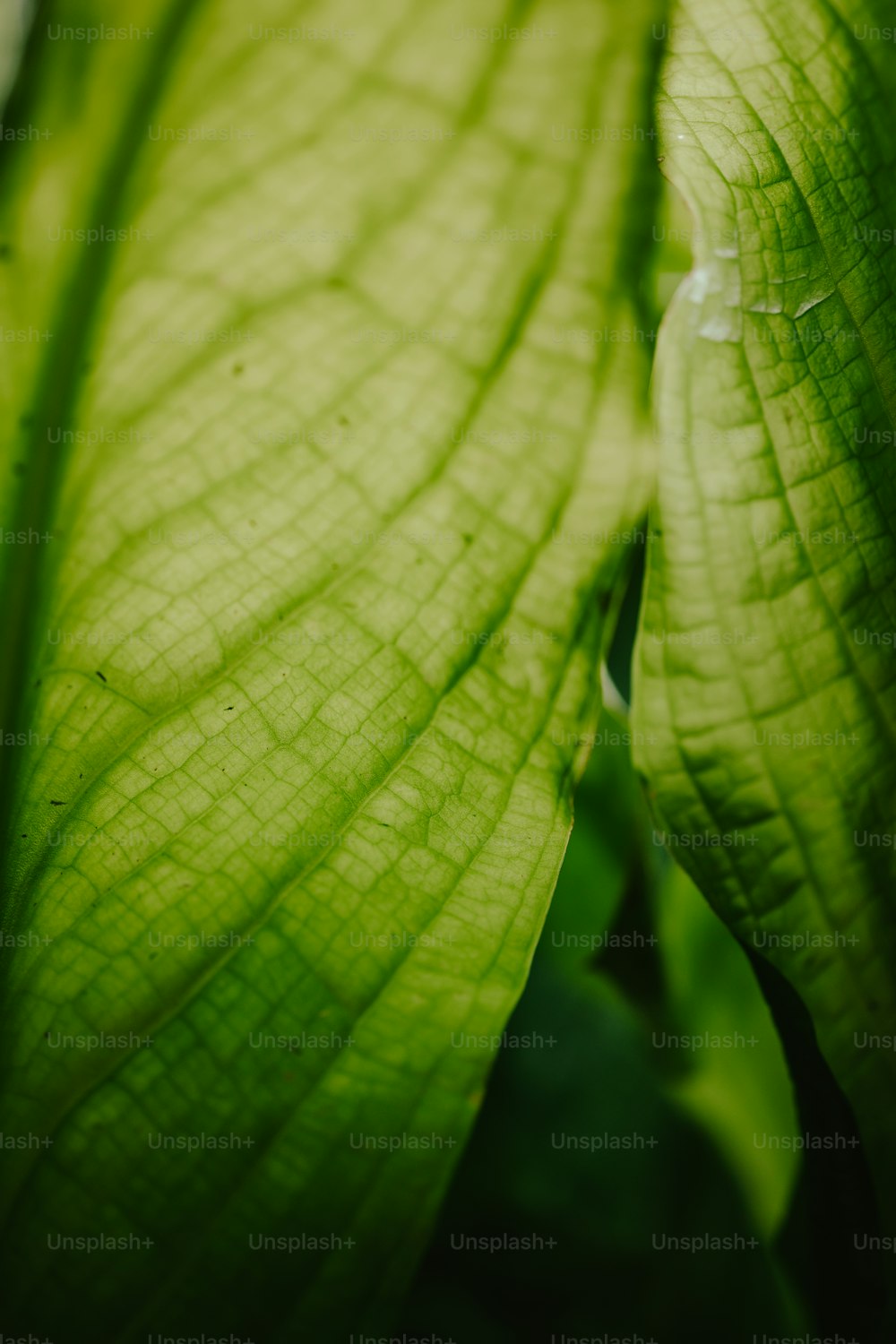 um close up de uma folha verde