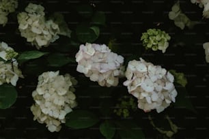 녹색 잎을 가진 흰 꽃 무리