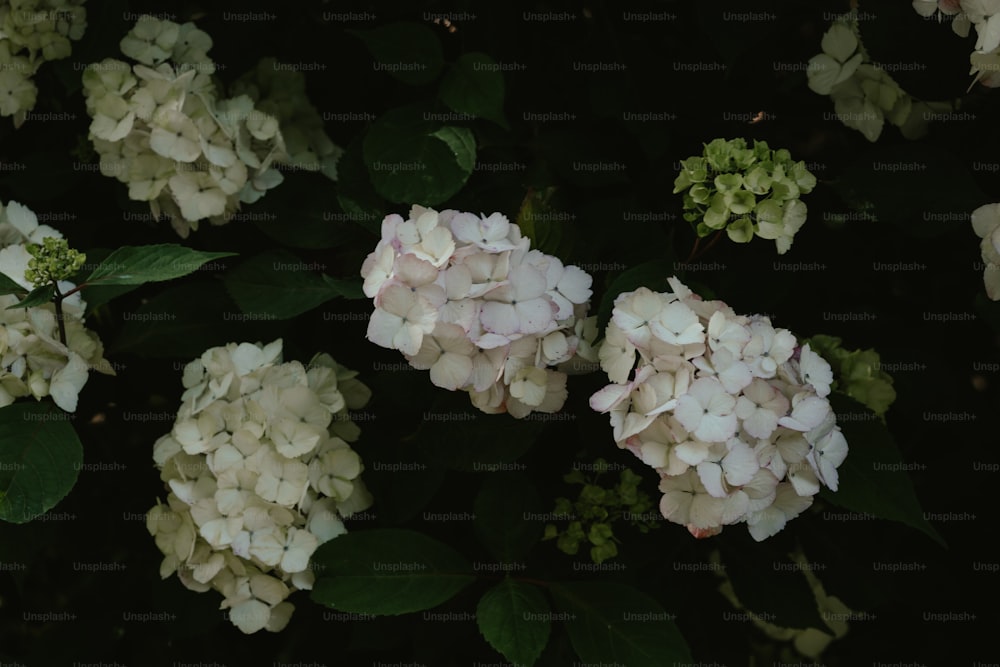 a bunch of white flowers with green leaves