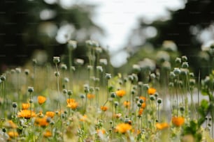 a field full of yellow and white flowers