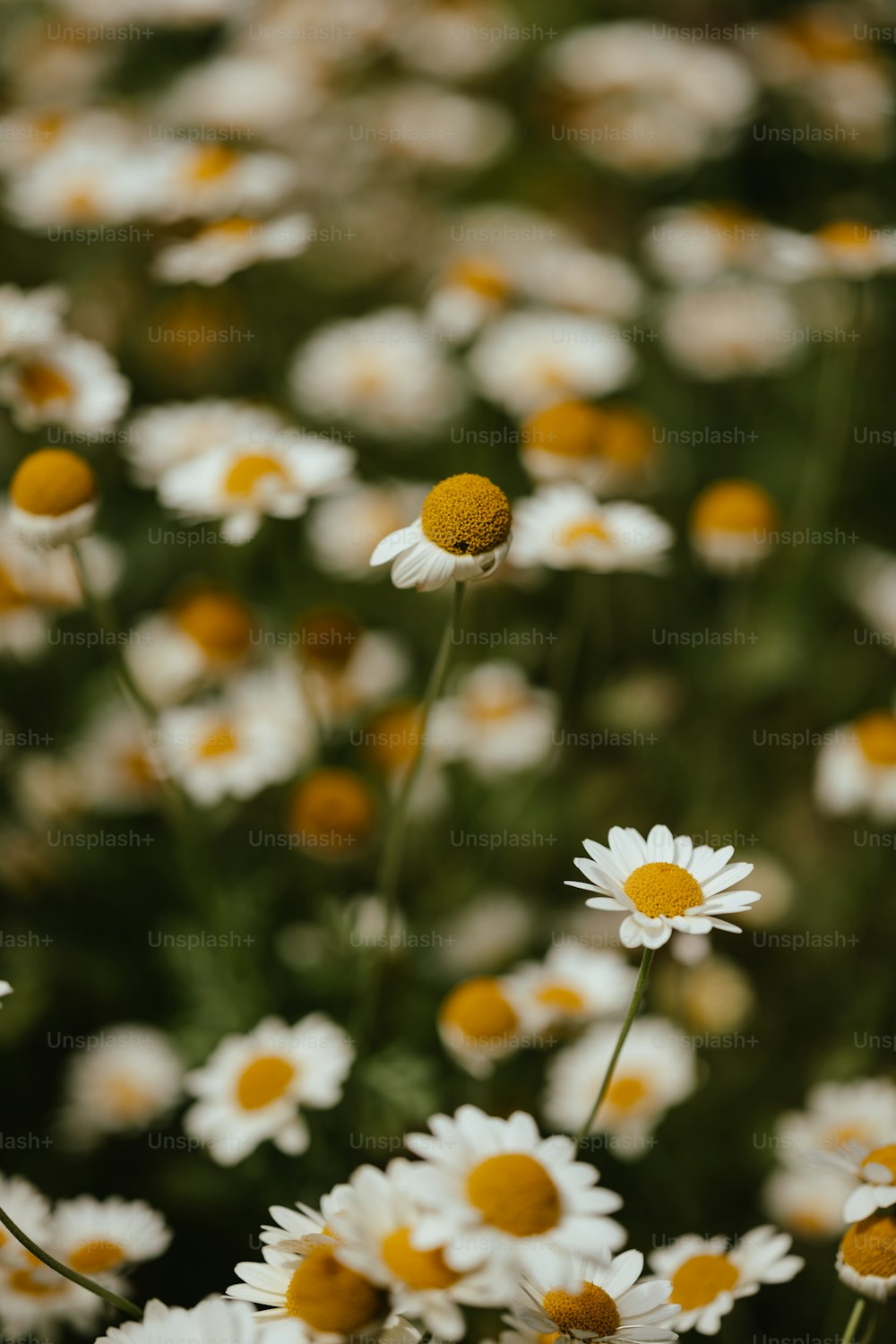 um campo cheio de flores brancas e amarelas