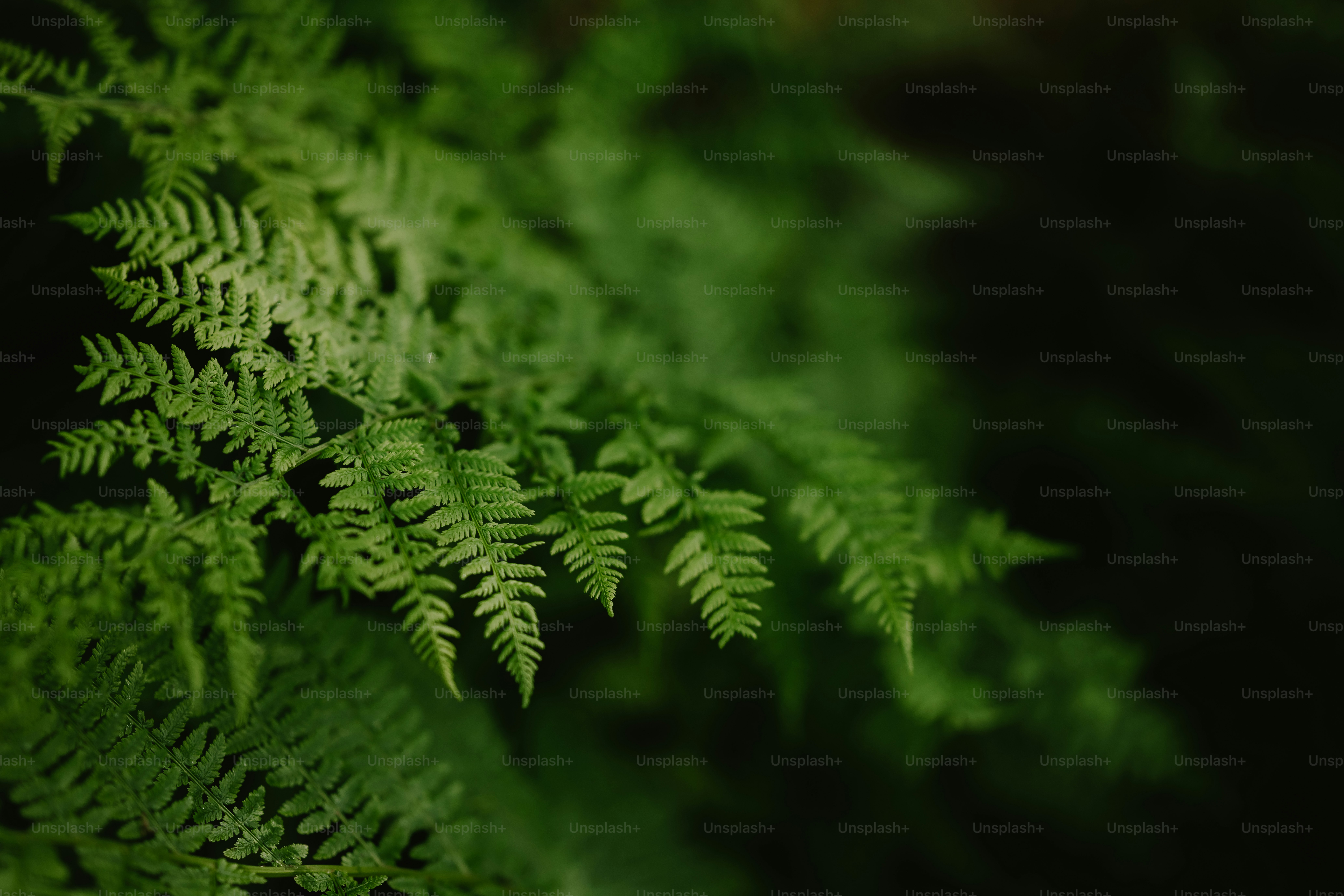 Nahaufnahme einer grünen Pflanze mit vielen Blättern