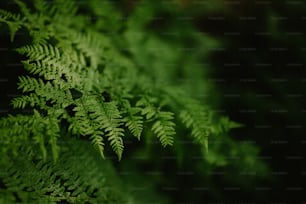 a close up of a green plant with lots of leaves