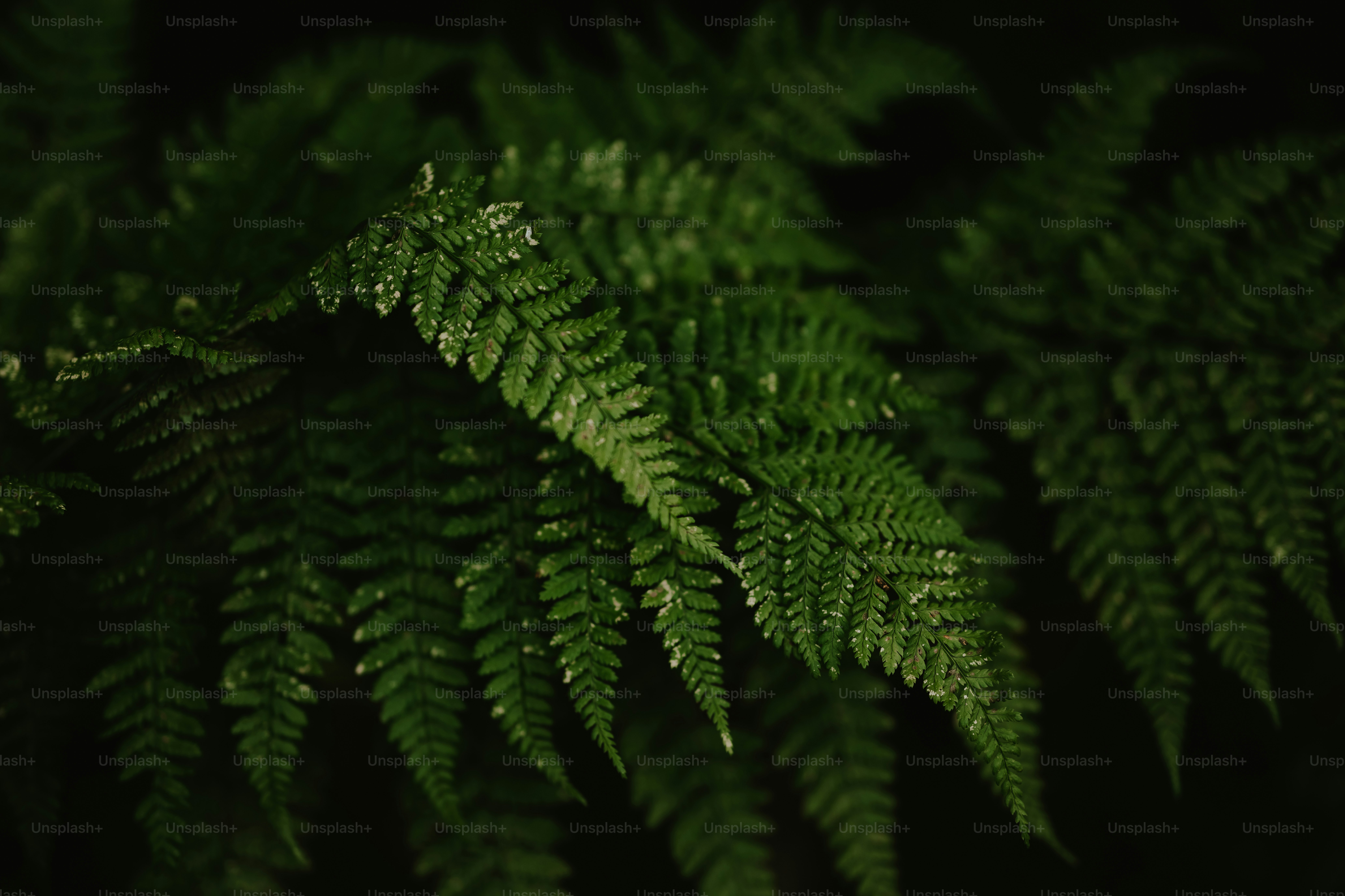a close up of a green plant with lots of leaves