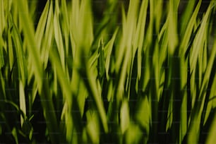 Eine Nahaufnahme von grünem Gras mit verschwommenem Hintergrund