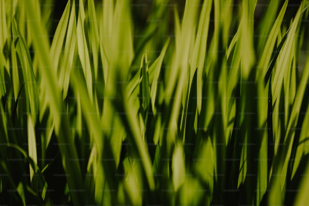 Un primer plano de un poco de hierba verde con un fondo borroso