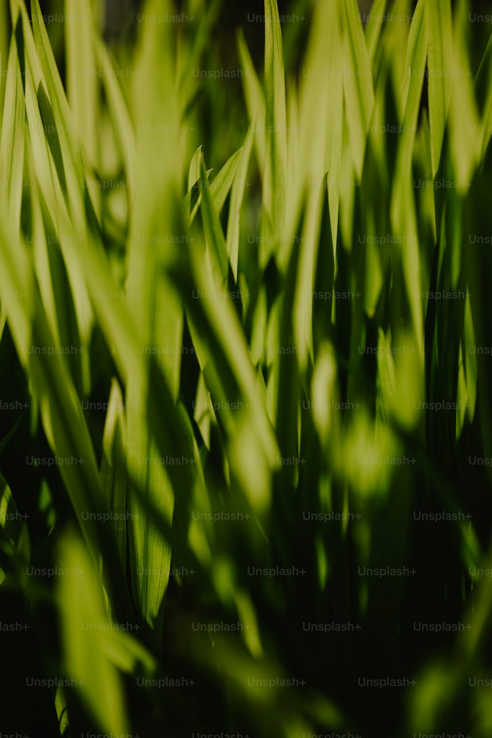 Un primer plano de un montón de hierba verde